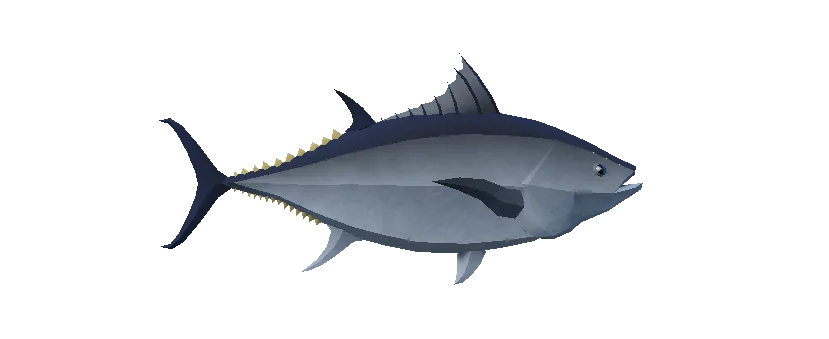 Bluefin Tuna