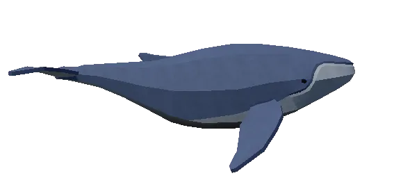 Whale